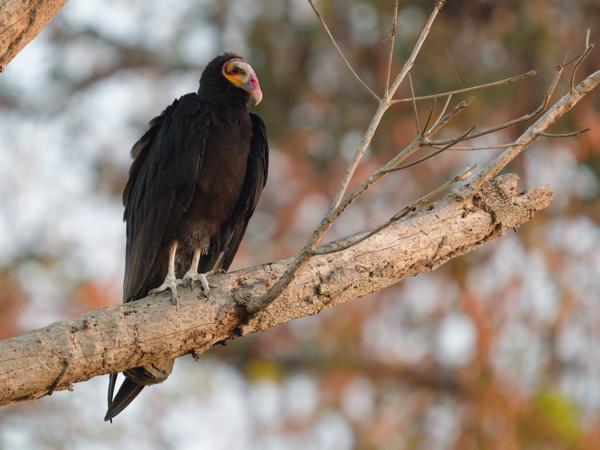 Kleine geelkopgier (Cathartes burrovianus)
